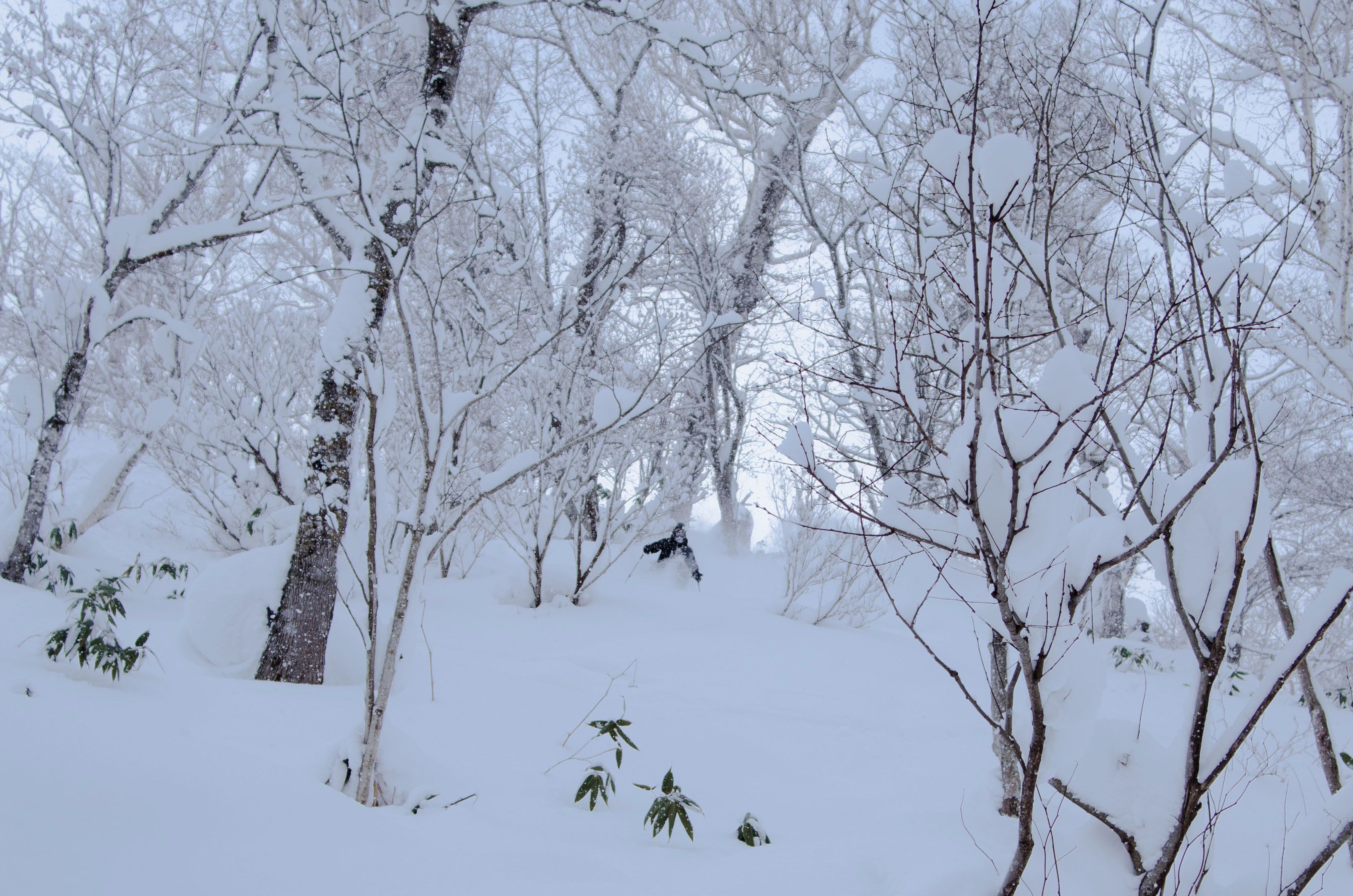 Tom Innes — photo 4