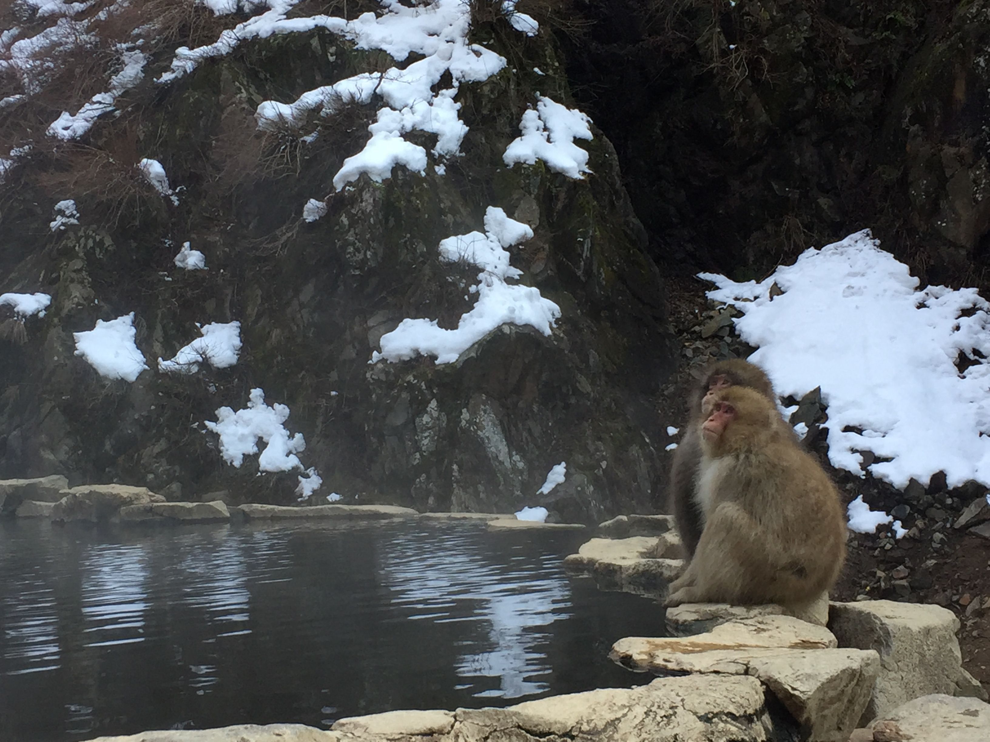 A snow monkey sitting by an onsen